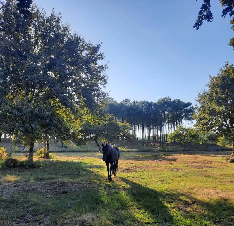 pension prés avec abris et ombrage naturel proche de Langon