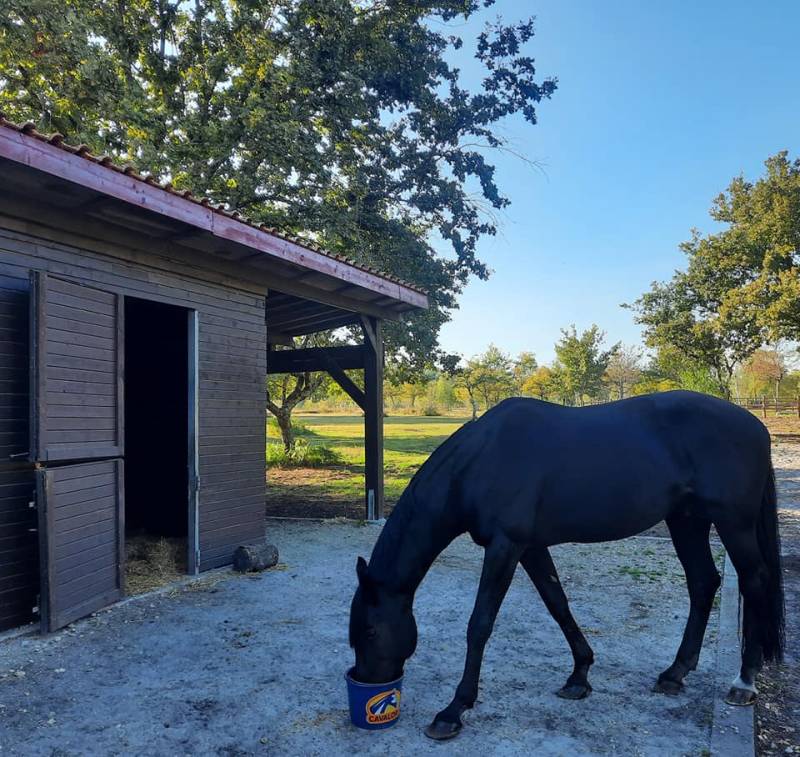 Pension prés avec foin à volonté et ration si besoin proche de La Bréde