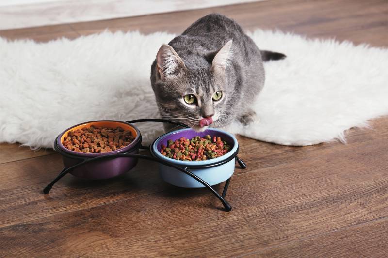 gamme de croquettes, pâtées et friandises pour chien et chat avec livraison rapide en Gironde (33)