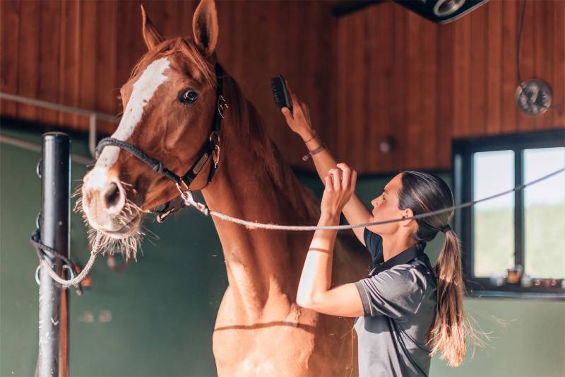 Produits de Soin pour Chevaux : Prenez Soin de vos Équidés avec nos Solutions de Qualité Gironde