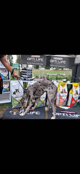 Des croquettes haut de gamme avec tarif dégressif pour particuliers et professionnels proche de Langon, Podensac