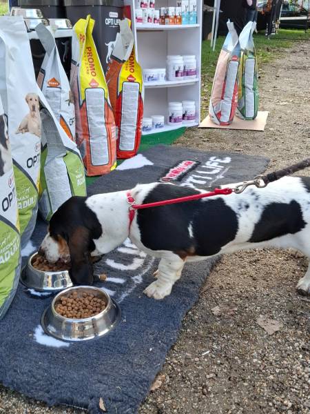 Croquettes prémium pour toutes les races de chiens en Sud Gironde 