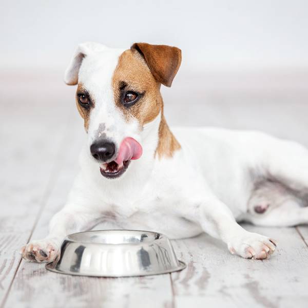 Offrez des croquettes de qualité à votre chien de race de marque optilife autour de vous